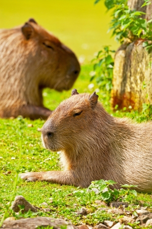 Two resting capybaras in zoo lying on grass.の写真素材