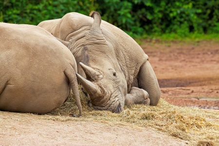 Two lazy white rhinoceros sleeping on the ground in the zoo.の写真素材