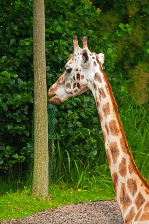 Rothschild giraffe in zoo. Head and long neck.の写真素材