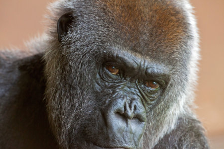 Close-up of the head of a western lowland gorilla in the zoo.