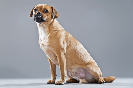 Mixed breed dog pug and lhasa apso. Studio shot against grey.の写真素材