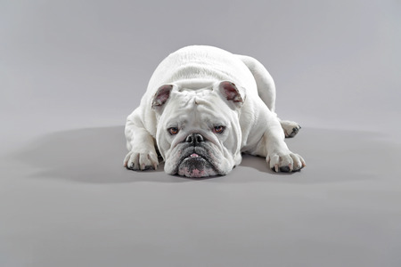 White english bulldog lying on the floor. Studio shot against grey.の写真素材