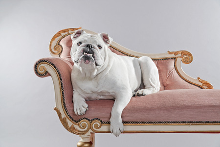White english bulldog lying on vintage sofa. Studio shot against grey.の写真素材