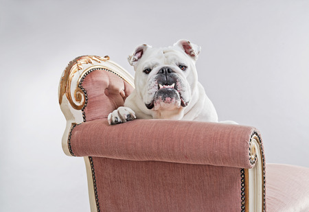 White english bulldog sitting on vintage sofa. Studio shot against grey.の写真素材