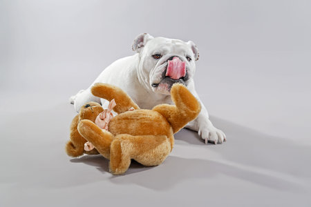 White english bulldog playing with teddy bear. Studio shot against grey.の写真素材