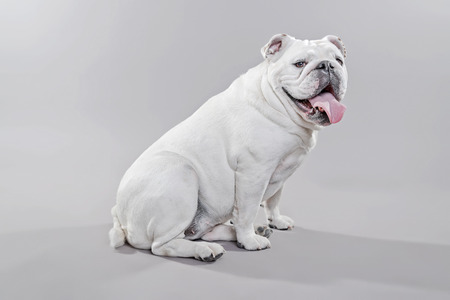 White english bulldog lying on the floor. Studio shot against grey.の写真素材