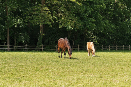 Grazing brown horses in meadow in spring. Trees in the background.