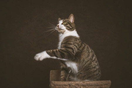 Alert playful young tabby cat with white chest sitting on scratching post against dark fabric background. Studio shot.の写真素材