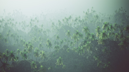 Aerial of palm forest in the mist.の写真素材