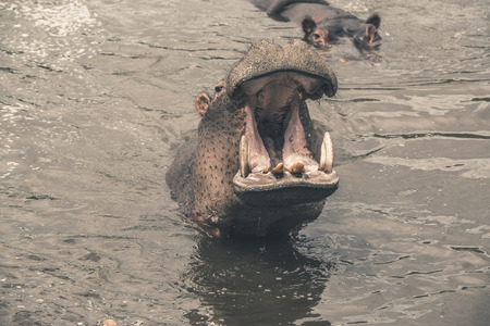 Hippo with open mouth in water. Mpongo game reserve. South Africa.の写真素材