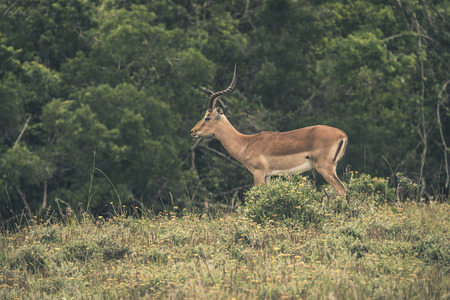 Impala standing in field of grass. Game reserve. Mpongo. South Africa.の写真素材