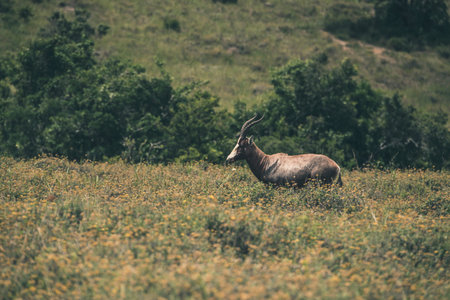 Blesbuck standing in field with yellow flowers. Mpongo game reserve. South Africa.