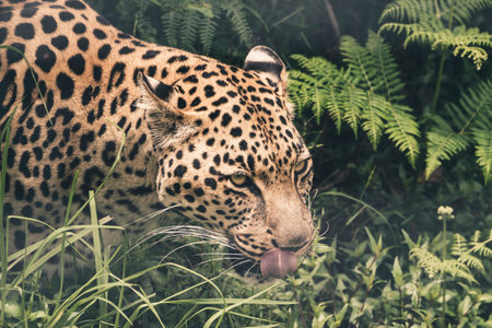 Headshot of leopard drinking from pool. Tenikwa wildlife sanctuary. Plettenberg Bay. South Africa.の写真素材