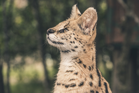 Headshot of serval cat. Tenikwa wildlife sanctuary. Plettenberg Bay. South Africa.の写真素材