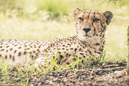 Close-up of cheetah lying in grass. Tenikwa wildlife sanctuary. Plettenberg Bay. South Africa.の写真素材