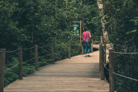Female tourist walking on forest trail. Tsitsikamma National Park. South Africa.の写真素材