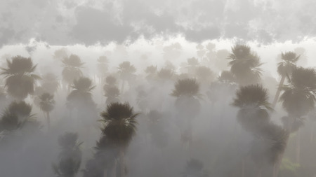 Aerial landscape view of a tall grove of palm trees rising out of the mist on a cold morningの写真素材