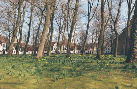 Stitched panorama of pretty spring flowers blooming in an urban park amongst leafless trees with a row of townhouses in the backgroundの写真素材