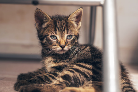Serious Gray Striped Tabby Pussycat Resting on the Floor Under a Metal Chair with a Thoughtful Facial Expression, Captured in Close upの写真素材