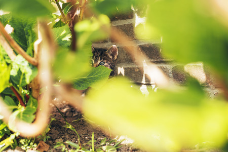 Scared little kitten hiding in amongst green leaves peering out with just one blue eye visible as it keeps a watch on the cameraの写真素材