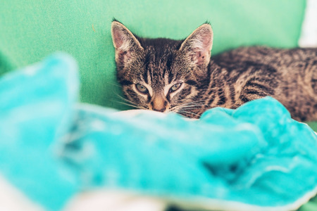 Sleepy little tabby kitty just waking up looking over the top of its turquoise blue blanket with a dozy expressionの写真素材