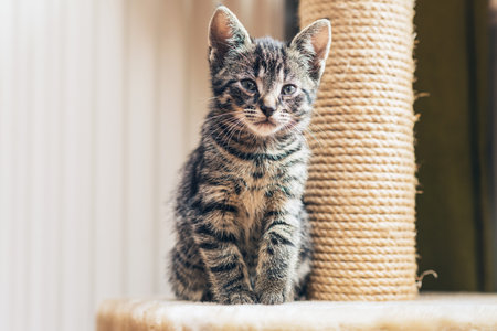 Cute little tabby kitten leaning contentedly up against a scratching new rope post looking at the camera with a curious expressionの写真素材