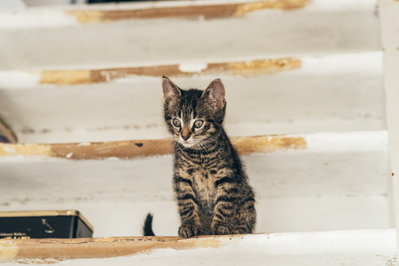 Alert little striped tabby kitten sitting on a wooden shelf staring down at something below with a thoughtful expressionの写真素材