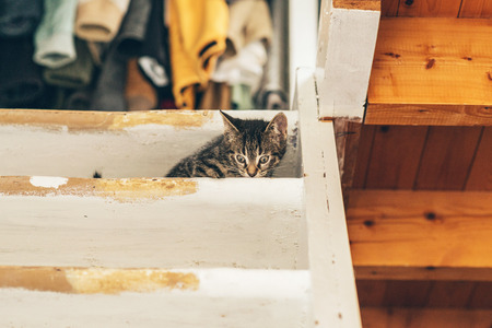 Small Tabby Kitten Cat Cowering on Wooden Stairs Near Ceiling Inside Homeの写真素材