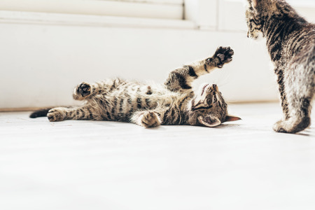Two Cute Gray Domestic Kitten Friends Playing on the Floor Inside the House.の写真素材