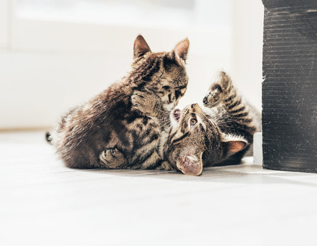Close up Cute Little Gray Tabby Kittens Playing on the Floor Inside the House.の写真素材