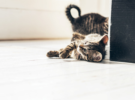 Two playful little grey striped tabby kittens playing together on the floor of the house, with copyspaceの写真素材