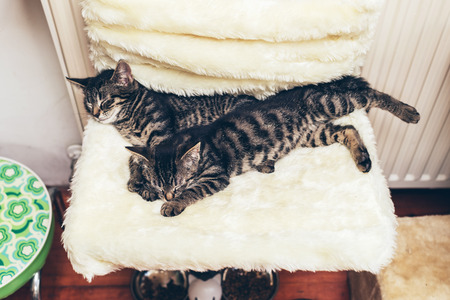 Two tabby kittens lying together sleeping stretched out on a comfortable fluffy blanket on a chair indoors in the houseの写真素材