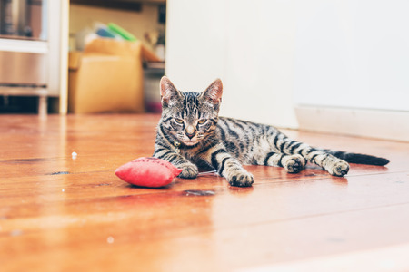 Grey tabby cat with pretty striped markings lying indoors on a wooden floor with a red stuffed toy lifting its head to look at the cameraの写真素材