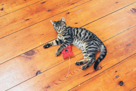 Pretty grey striped cat lying on a wooden floor with a red stuffed toy looking lazily at the camera, high angle with copyspaceの写真素材