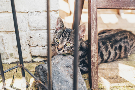Grey striped tabby kitten lying resting its head on a rock looking up with large golden eyes past wooden trusses and beamsの写真素材