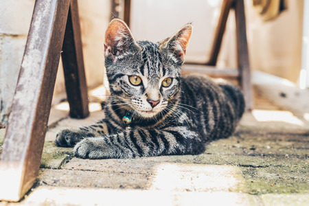 Grey tabby cat with intense golden eyes lying on a paved floor amongst wooden trusses staring at the cameraの写真素材