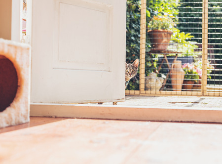 Young tabby kitten staring curiously around a white wooden door with just its face visible indoors in a houseの写真素材