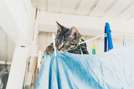 Low angle view of curious gray tabby kitten on top of clothes horse looking down towards floorの写真素材