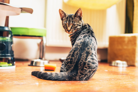 Kitten sitting on the wooden floor in the kitchen waiting for food looking back at the camera with a curious expression, low angle viewの写真素材