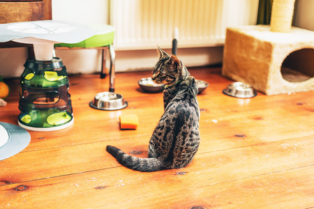 Hungry grey tabby cat sitting on the wooden parquet floor in the kitchen in front of its bowls waiting for dinner, with copyspaceの写真素材