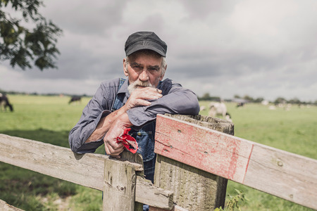 Senior farmer wearing a cloth cap standing smoking in a pasture with a herd of cows leaning on the fence looking at the cameraの写真素材
