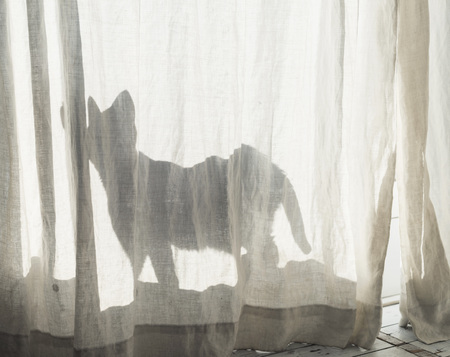 Silhouette of cat behind white curtain.の写真素材