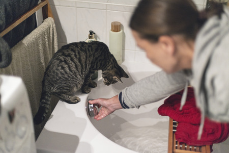 Curious tabby cat on edge of bath watching flowing water.の写真素材