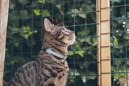 Curious young tabby cat lookign through fence in garden. Back view.の写真素材
