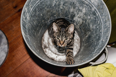 Young tabby cat sitting in empty garbage bin. High angle view.の写真素材