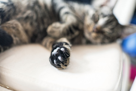 Close-up of paw from young tabby cat lying on white chair.の写真素材