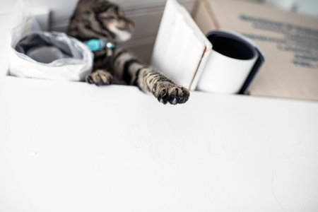 Paw of young tabby cat hanging over edge of loft. Close-up shallow depth of field.の写真素材