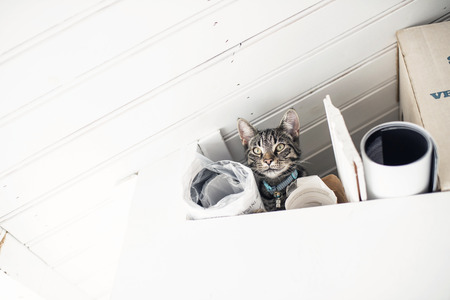 Curious young tabby cat lying in messy loft. Looking down. Low angle view.の写真素材