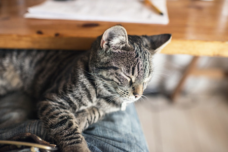 Young tabby cat lying on lap. Point of view.の写真素材
