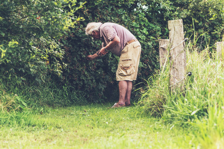 Senior man picking blackberries.の写真素材